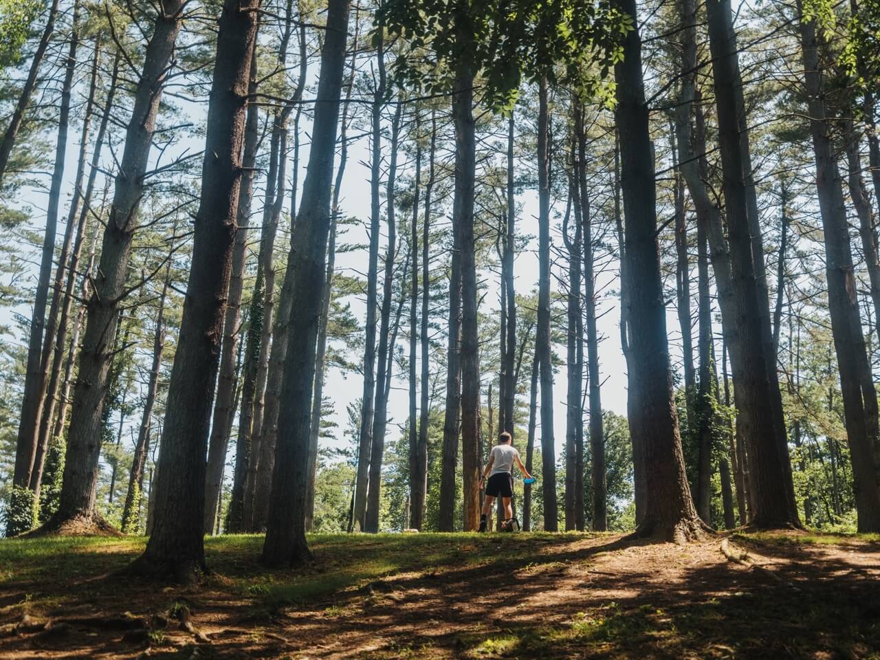 Forest in Putnam County, West Virginia